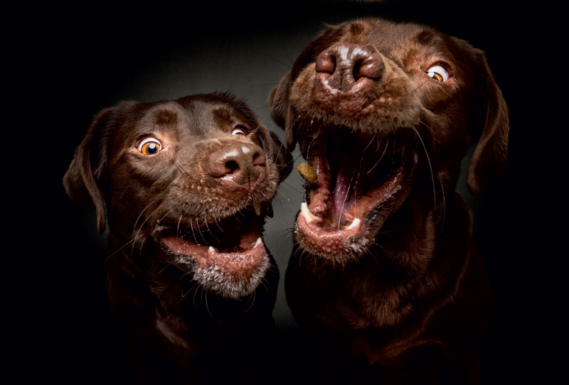 Labrador Schnappschuss mit Leckerchen