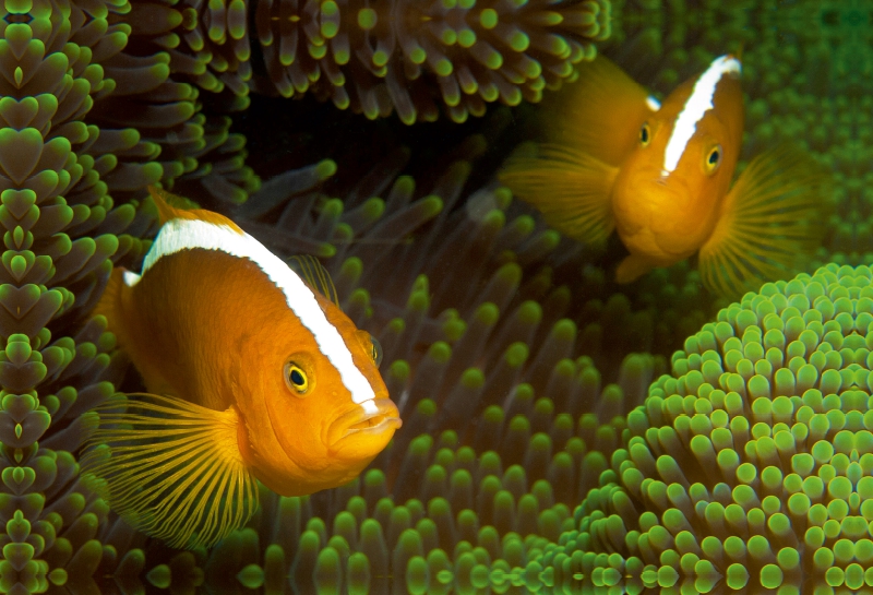 Nemos in ihrem grünen Zuhause