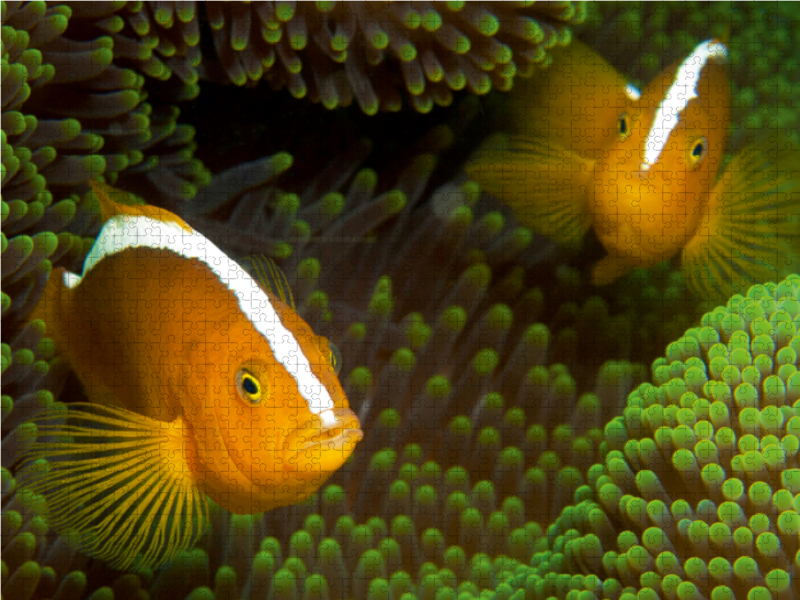 Nemos in ihrem grünen Zuhause