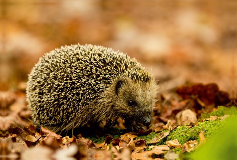 Igel