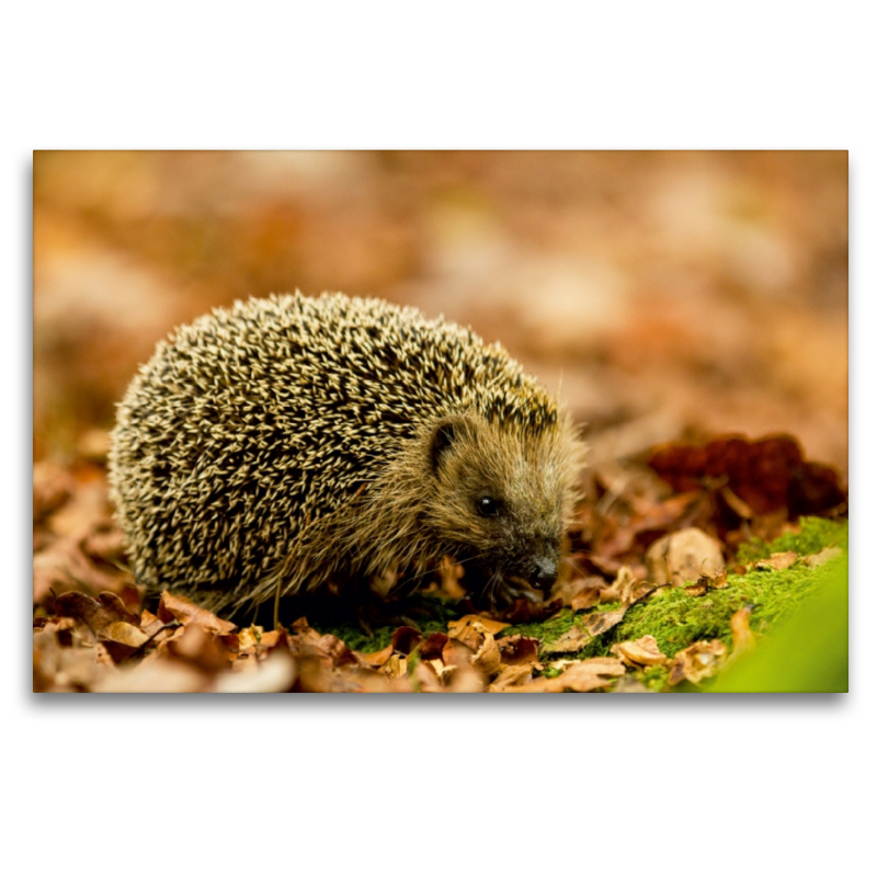 Igel