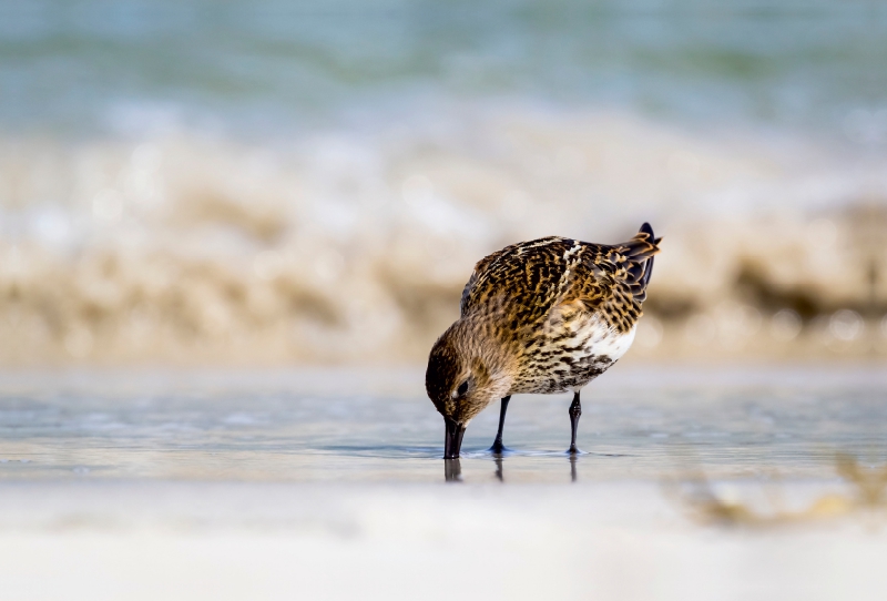 Sanderling - Calidris alba