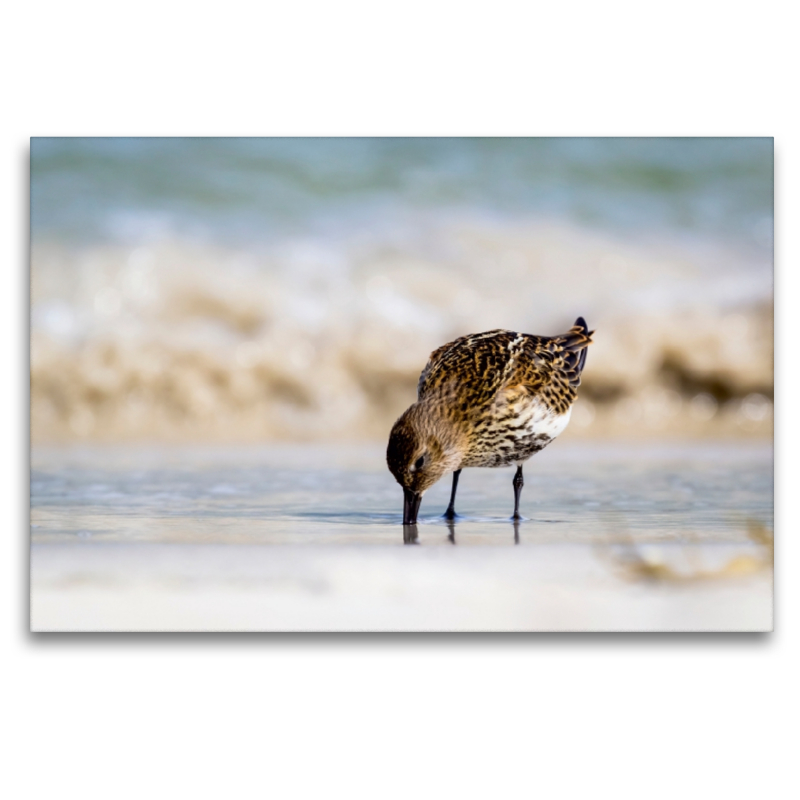 Sanderling - Calidris alba