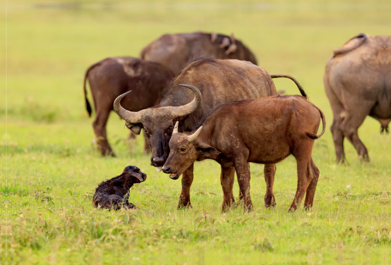 Neugeborenes Büffelkalb