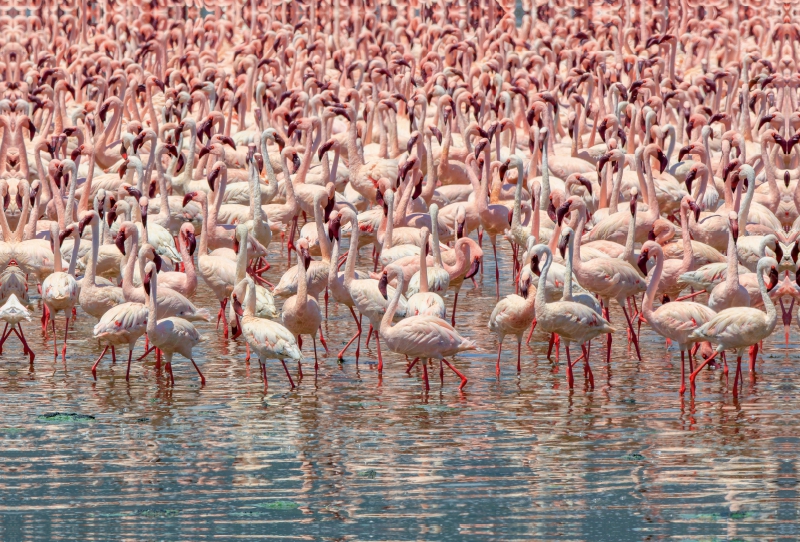 Flamingos