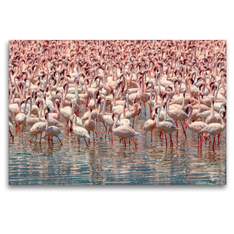 Flamingos