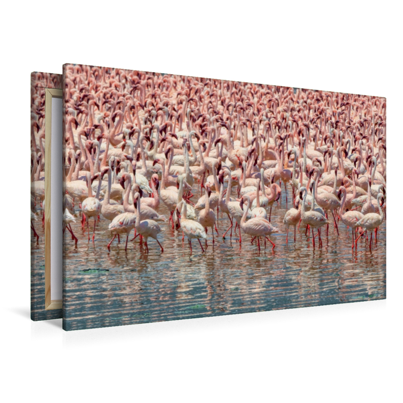 Flamingos