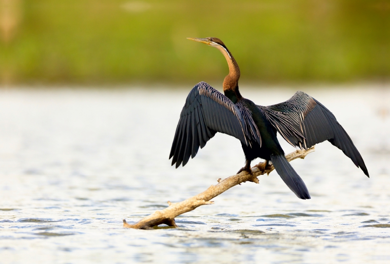 Arikanischer Schlangenhalsvogel