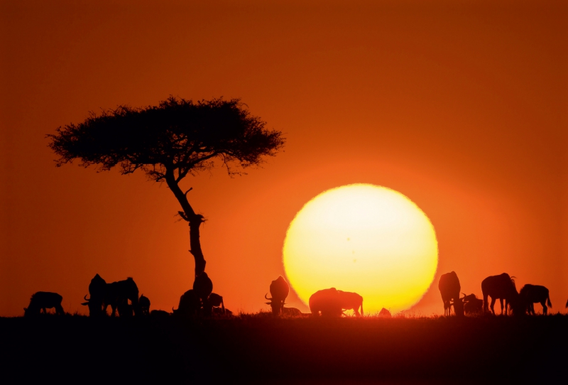 Gnus vor aufgehender Sonne