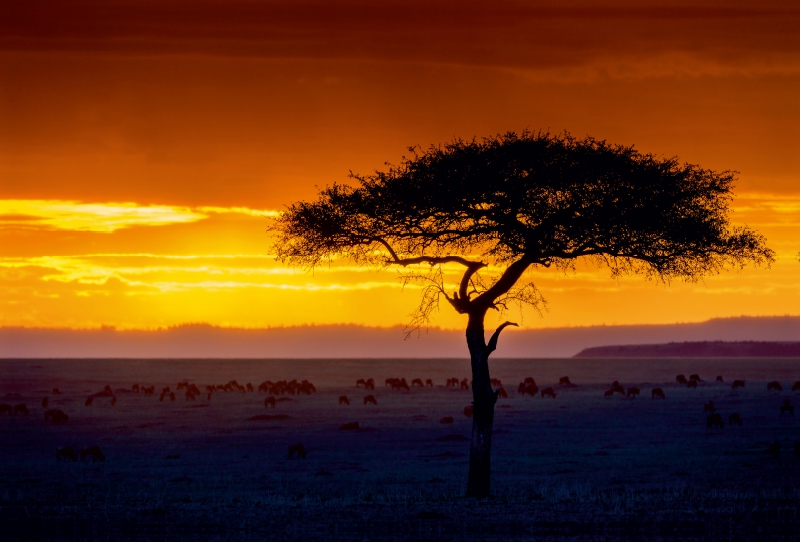 Sonnenuntergang in der Masai Mara