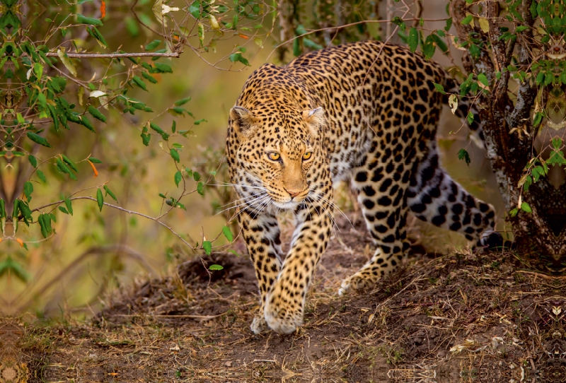 Leopardin