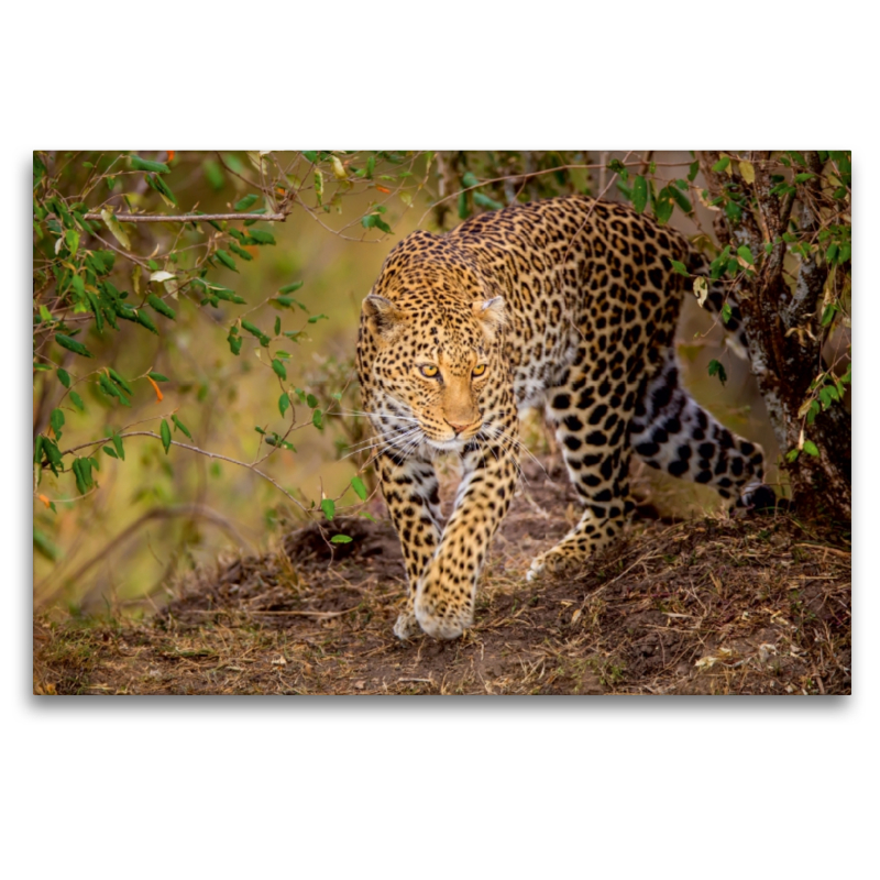 Leopardin