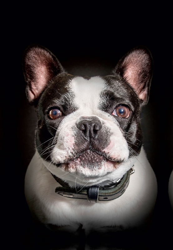 Französische Bulldogge - Leya