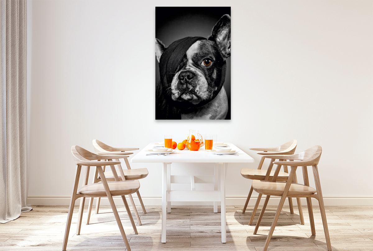 Französische Bulldogge - Rosi