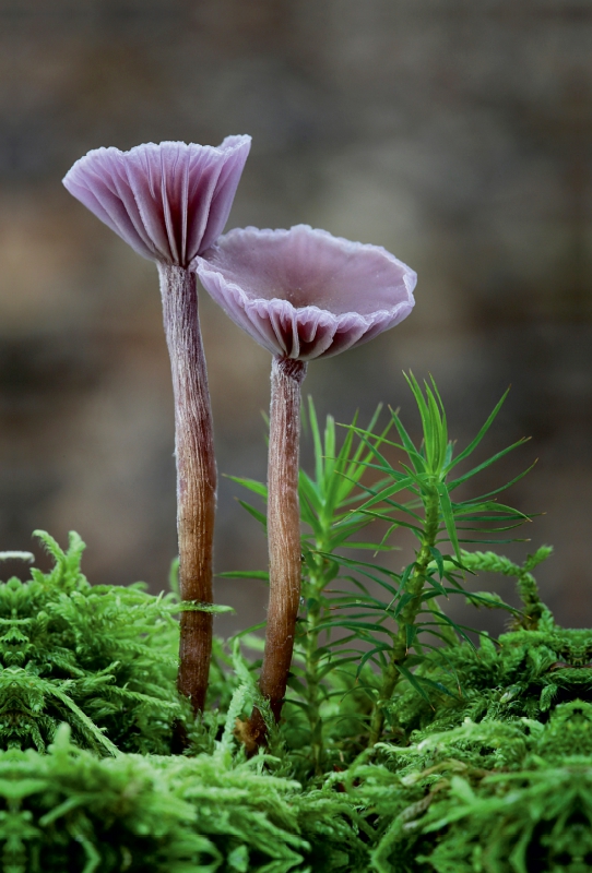 Violette Lacktrichterlinge