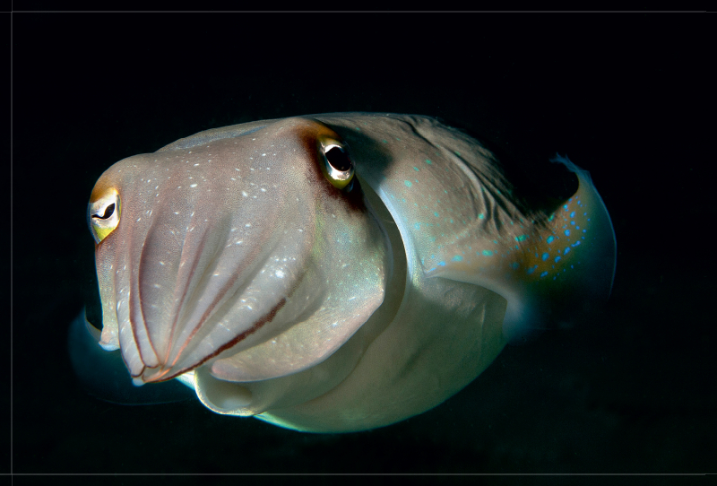 Das herrliche Farbenspiel dieses kleinen Tintenfisches hat mich fasziniert!