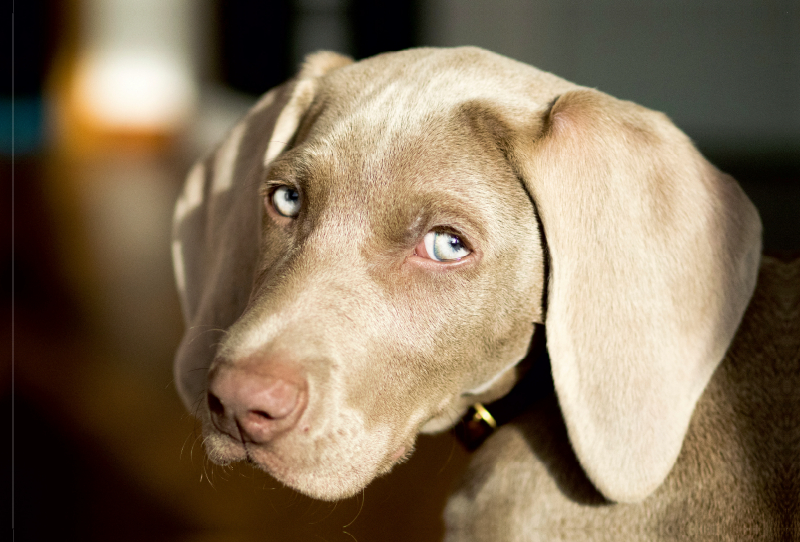 Weimaraner