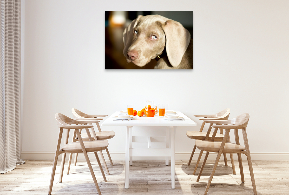 Weimaraner