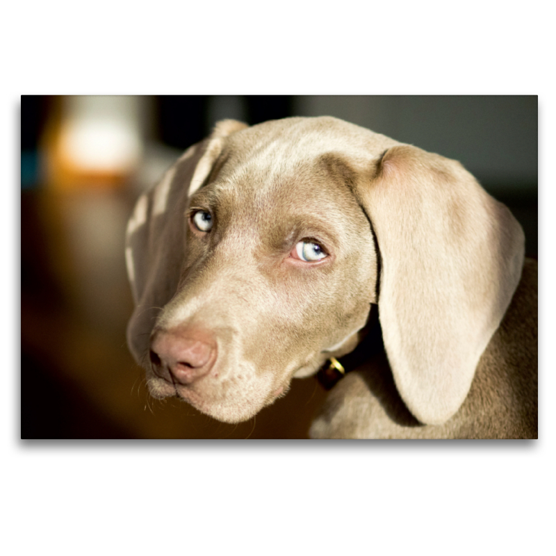 Weimaraner