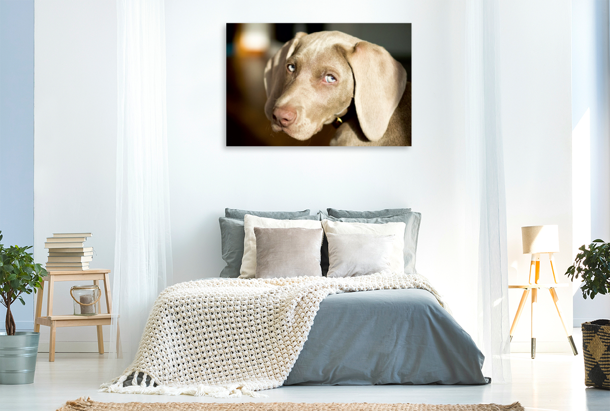 Weimaraner