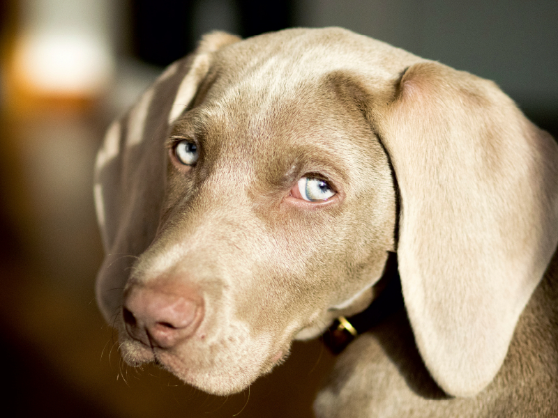 Weimaraner