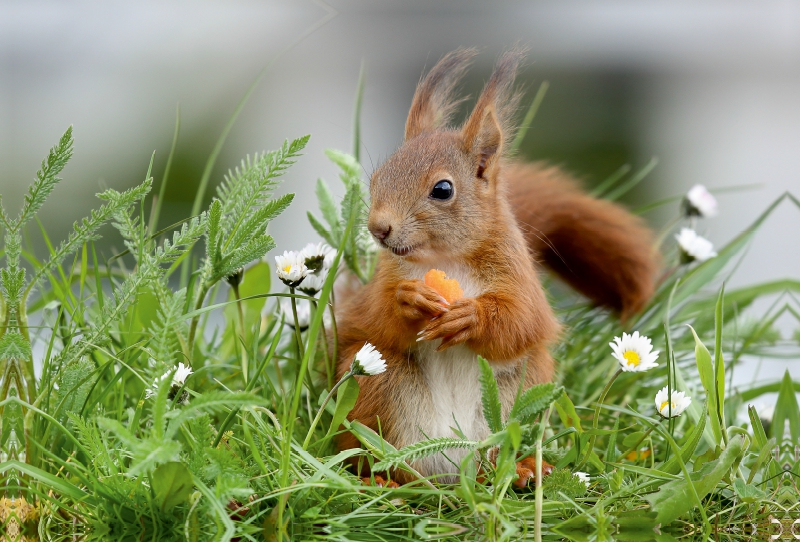 Lucien in der Blumenwiese