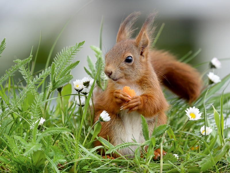 Lucien in der Blumenwiese