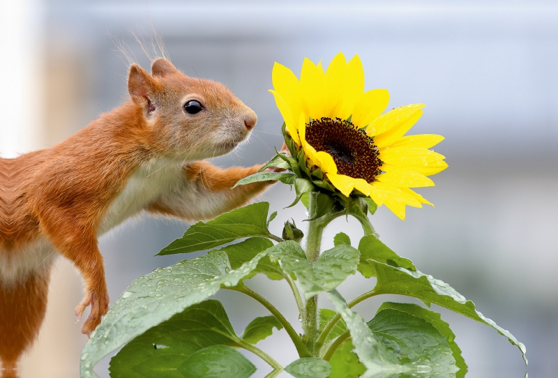 Das Blumenhörnchen Sammy