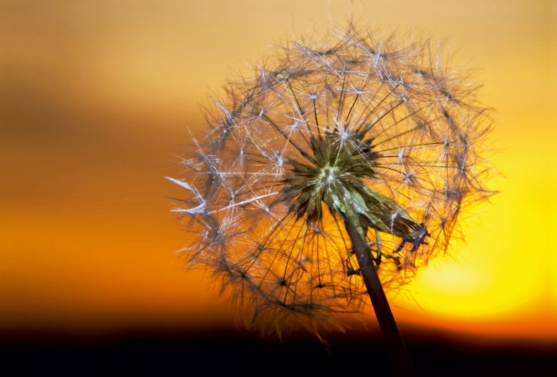 Pusteblume im Sonnenuntergang