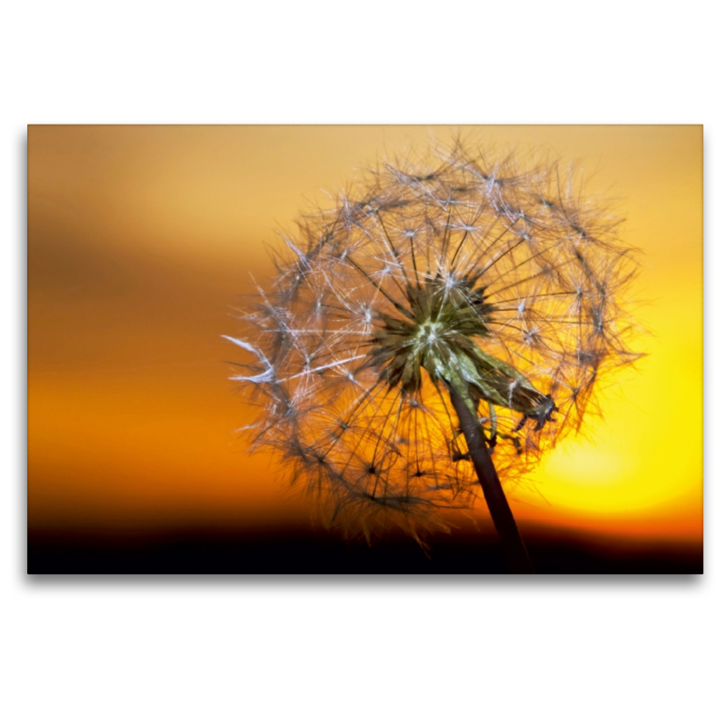 Pusteblume im Sonnenuntergang