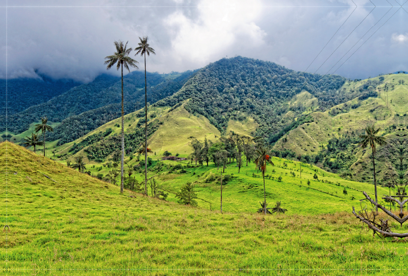 Cocora-Tal, Kolumbien