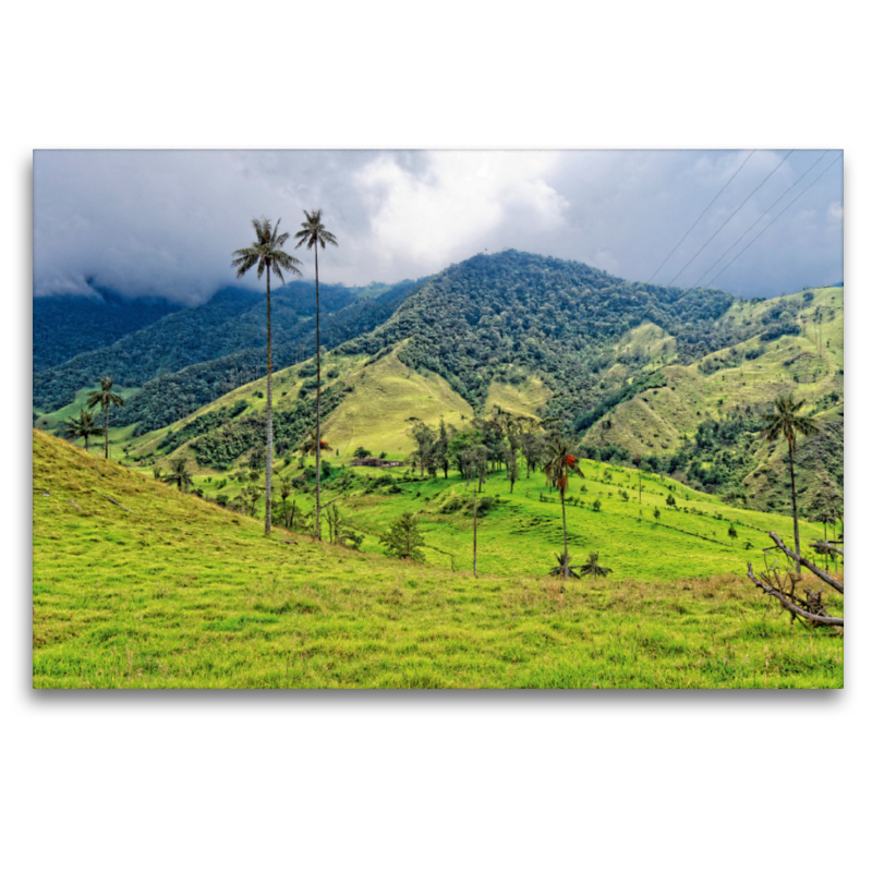 Cocora-Tal, Kolumbien