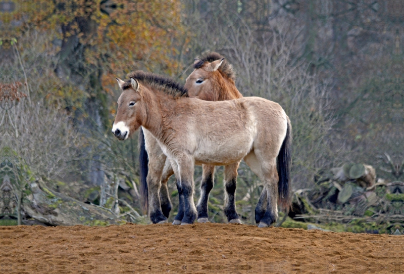 Przewalski-Pferde