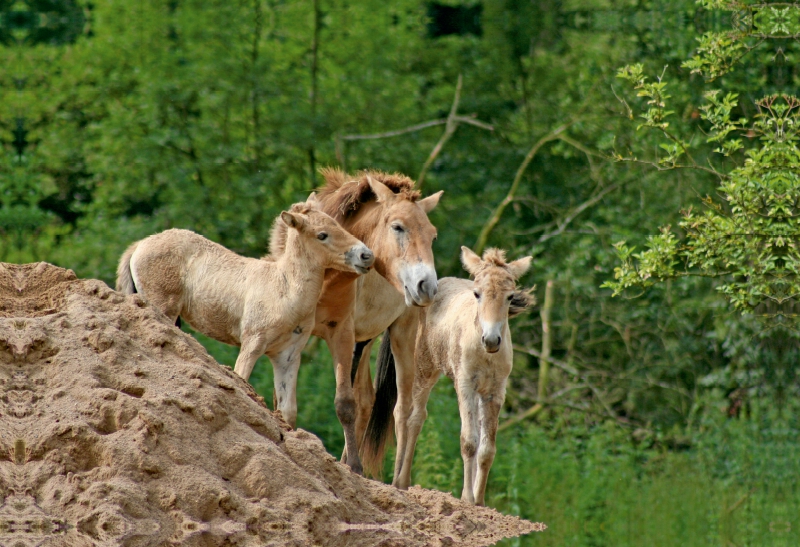 Przewalski-Stute mit zwei Fohlen