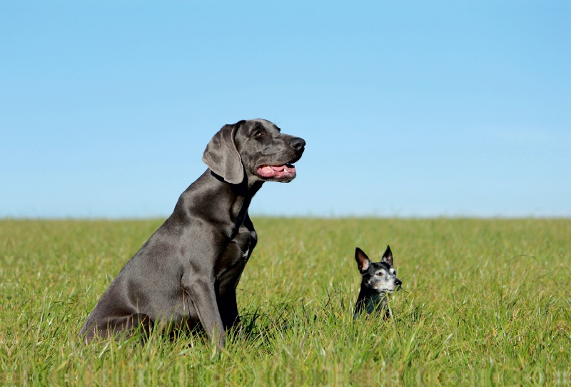 Weimaraner und Jack Russel  Terrier auf dem Feld