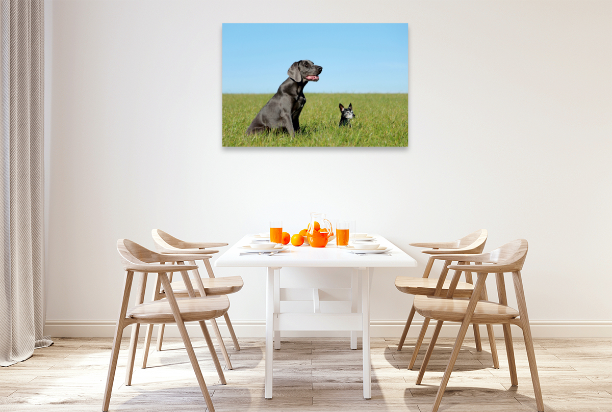 Weimaraner und Jack Russel  Terrier auf dem Feld