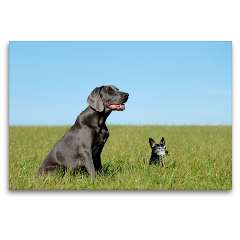 Weimaraner und Jack Russel  Terrier auf dem Feld