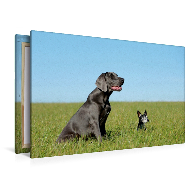 Weimaraner und Jack Russel  Terrier auf dem Feld