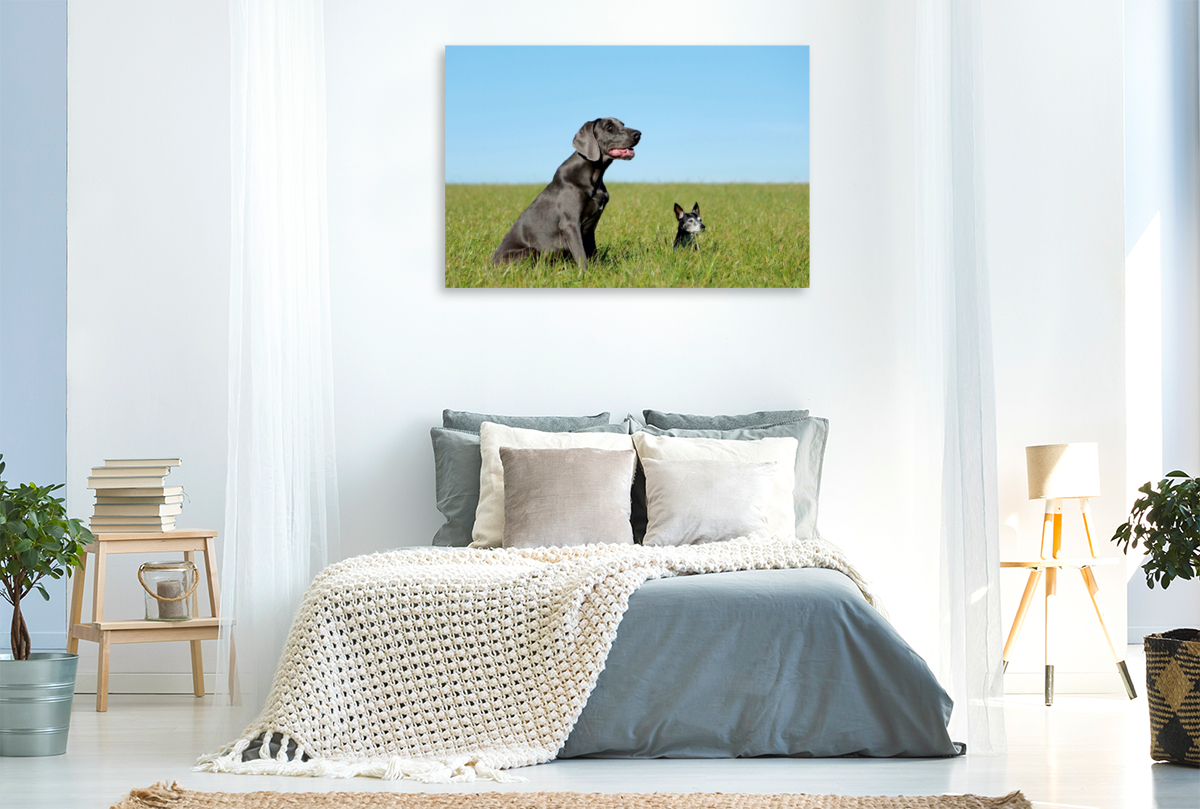 Weimaraner und Jack Russel  Terrier auf dem Feld