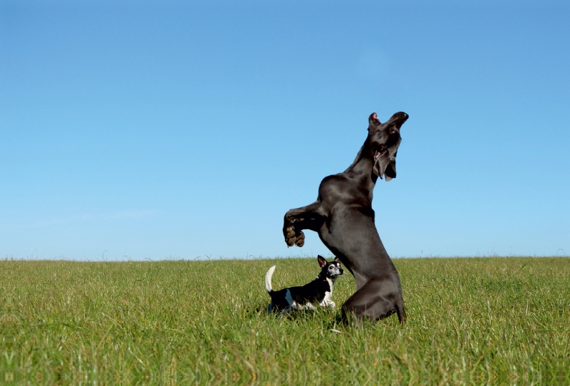 Weimaranerhündin Blue spielt Fohlen