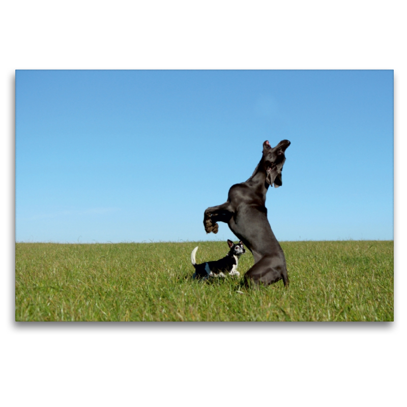 Weimaranerhündin Blue spielt Fohlen