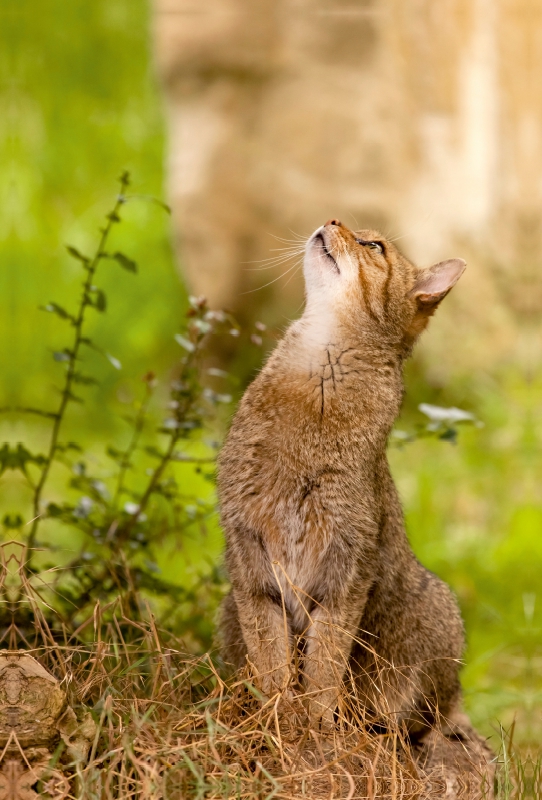 Ein Motiv aus dem Kalender Europäische Wildkatzen - Jahresplaner