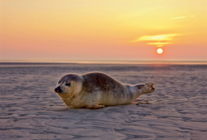 Robbe am Strand von St. Peter-Ording