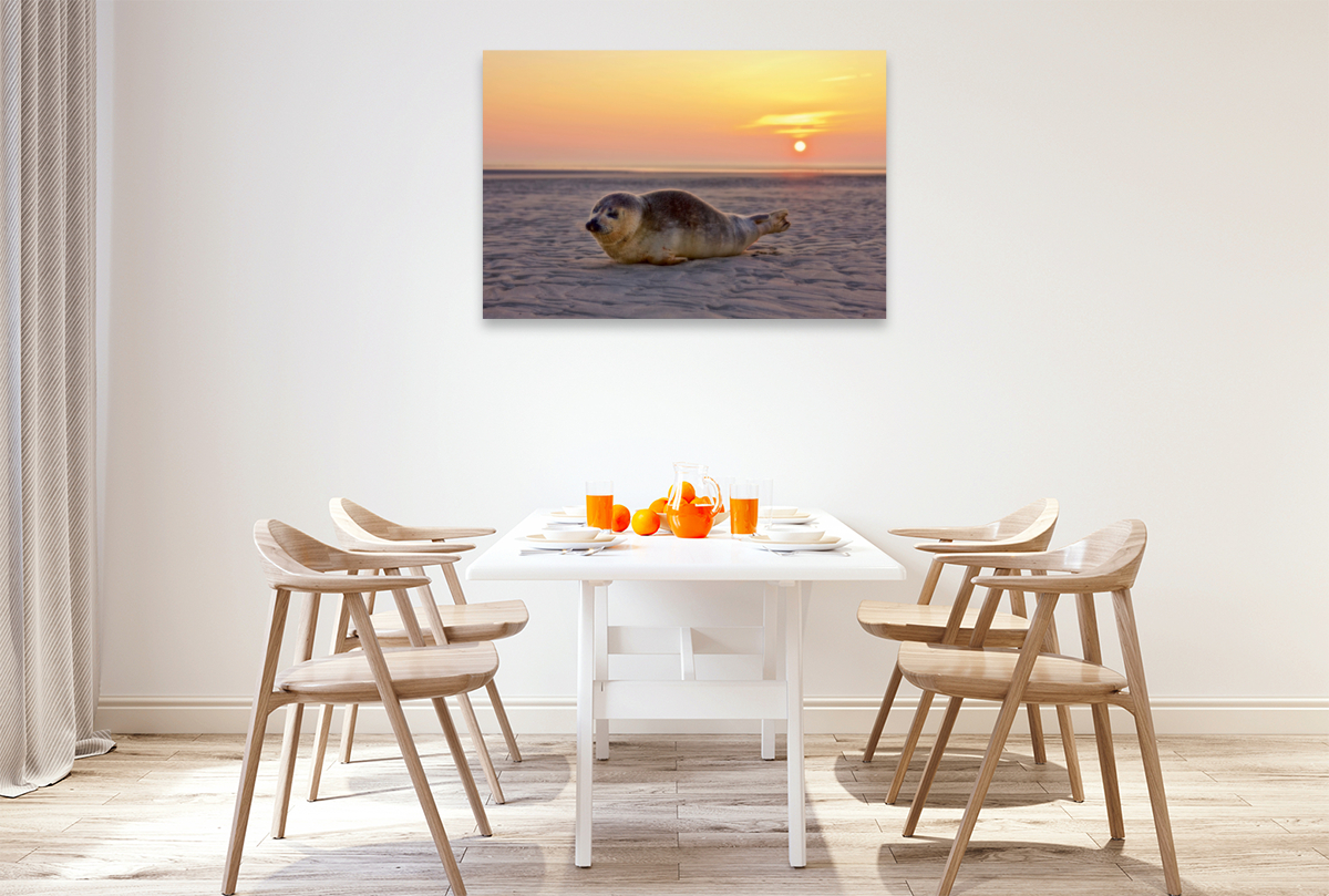 Robbe am Strand von St. Peter-Ording