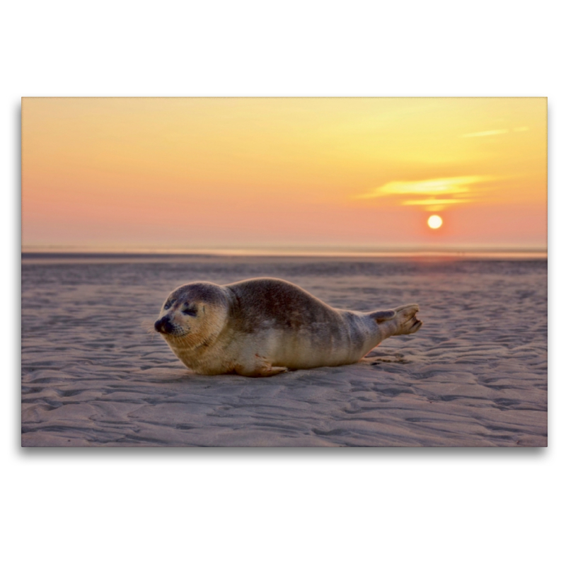 Robbe am Strand von St. Peter-Ording