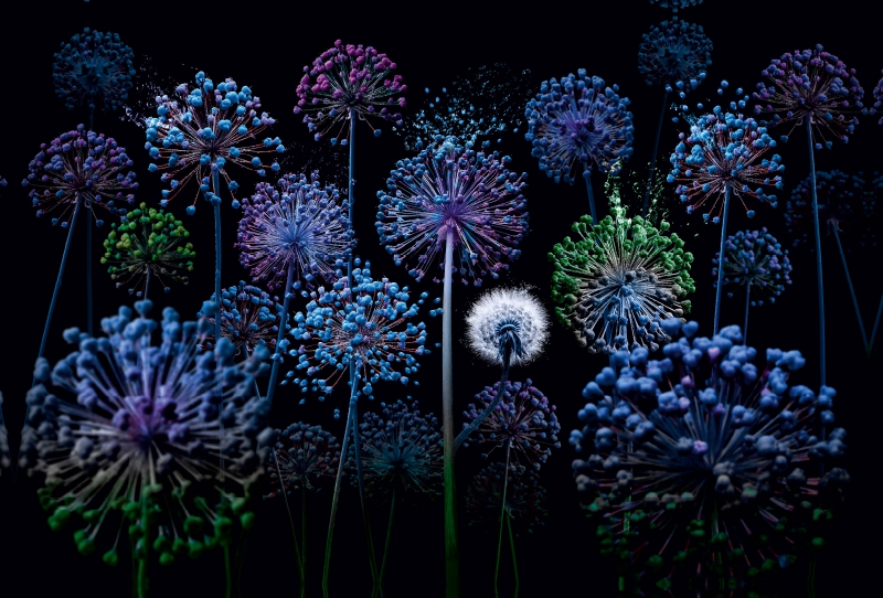 Allium fantasia