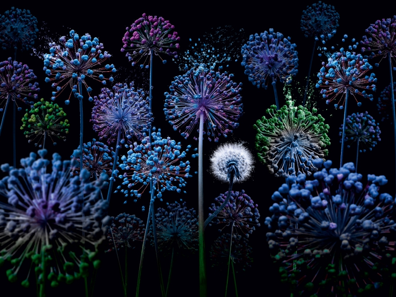 Allium fantasia