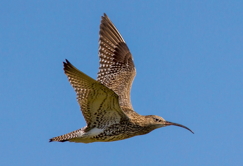 Großer Brachvogel