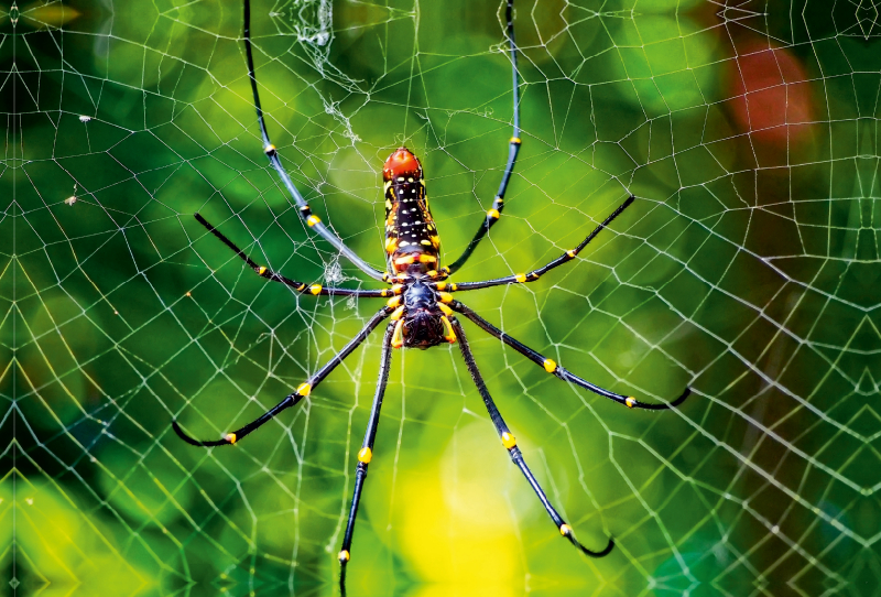 Spinnennetze - Wunder der Natur