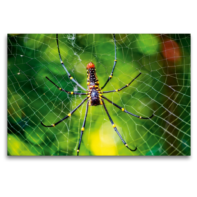 Spinnennetze - Wunder der Natur